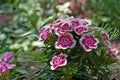 Photography of Dianthus chinensis known asÃÂ rainbow pink flowers Royalty Free Stock Photo